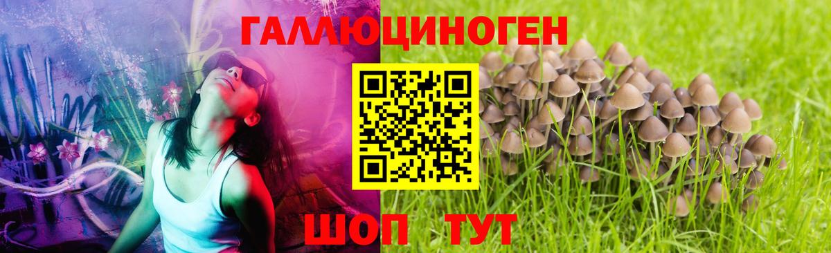 Псилоцибиновые грибы Psilocybine cubensis  Вход с VPN  Рубцовск  Псилоцибиновые грибы GOLDEN TEACHER 